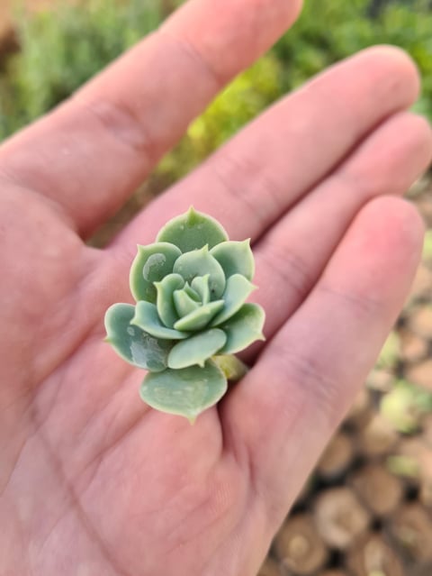 Succulent rosette plant