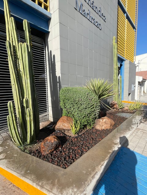 Storefront planter with cacti