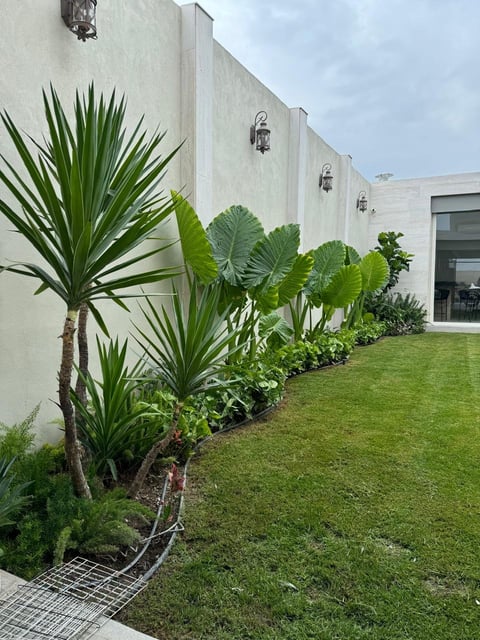 Modern home with tropical plants