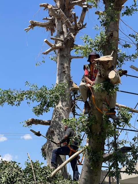 Tree pruning