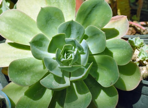 Close-up of a light green succulent plant with thick, fleshy rosette-shaped leaves arranged in a spiral pattern