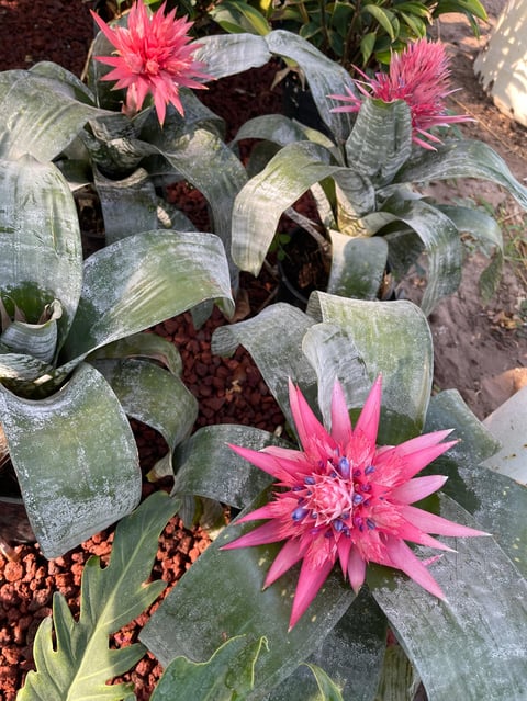 Bright pink Guzmania bromeliads blooming in a garden bed with gray-green striped leaves