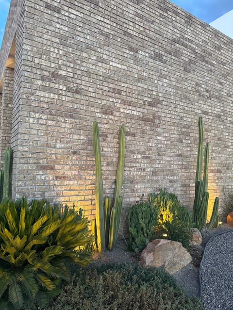 Desert garden with cacti