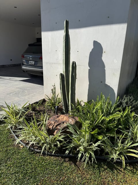 Tall cactus