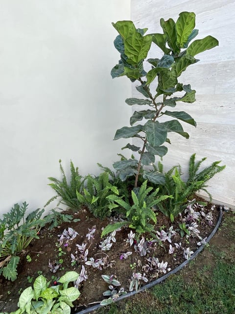 Fiddle leaf fig plants