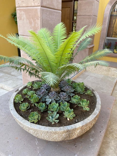 Potted plant arrangement with tall green feathery palm fronds