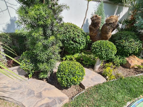 Landscaped garden