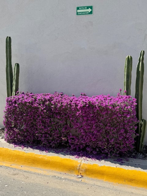 Magenta bougainvillea flowers