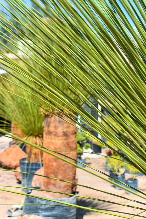Palm fronds close-up