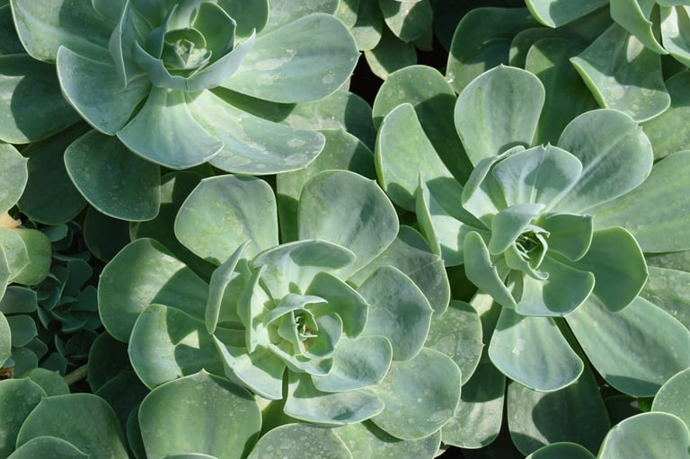 Overhead view of succulent rosette plants with fleshy pale green leaves arranged in spiral patterns