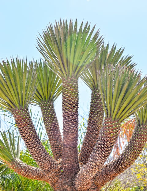 Fan palm trees