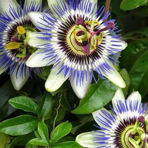 Close-up of passion flowers with white petals striped in blue and purple, featuring prominent yellow and maroon centers surrounded by lush green foliage