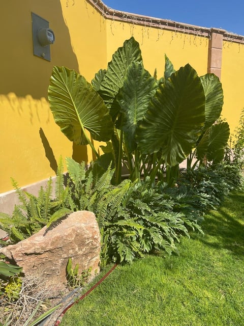 Lush green tropical plants