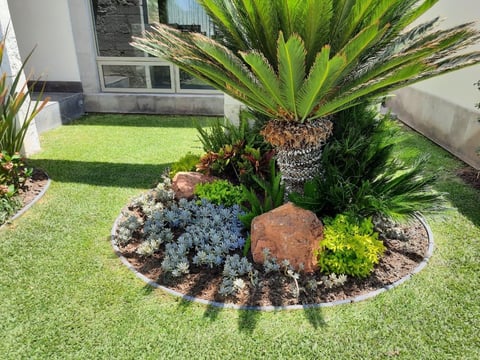 Tropical landscaping with palm tree