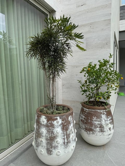 Potted plants concrete planters