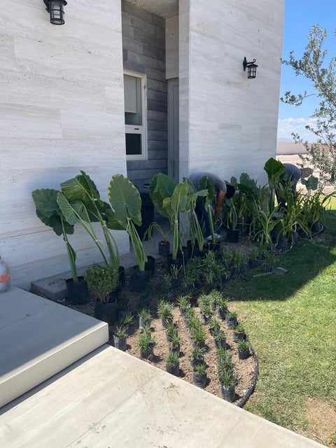 Garden bed with vegetables