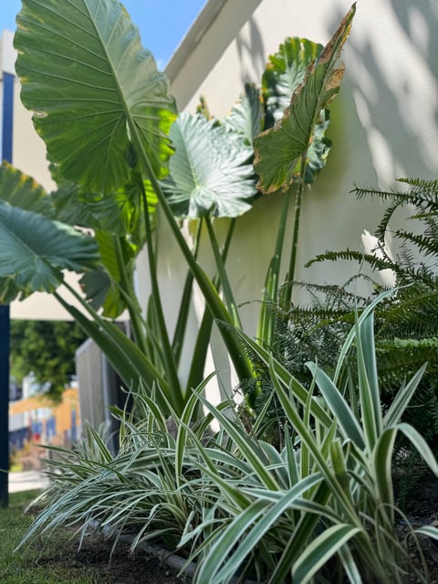 Outdoor garden planting