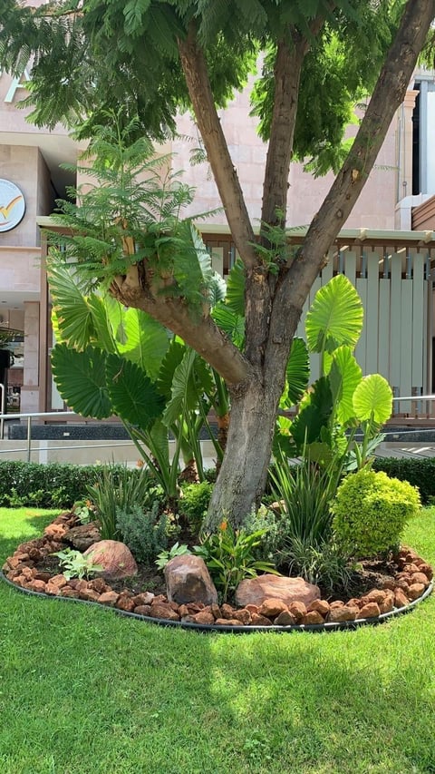 Large tree with tropical plants