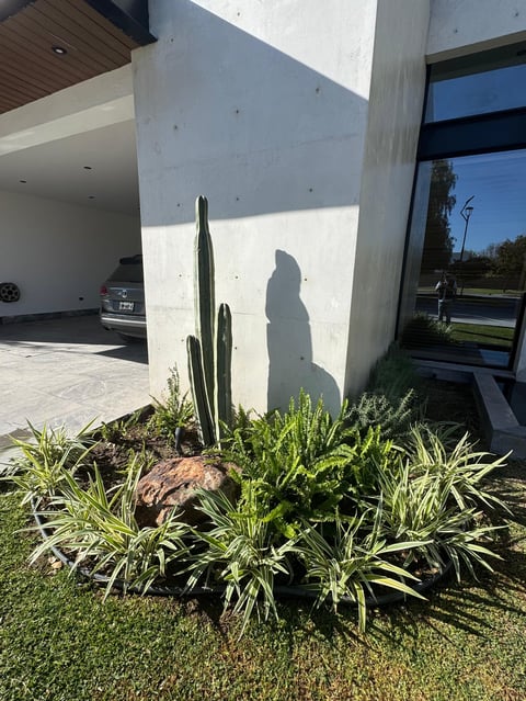 Cactus and ornamental grasses
