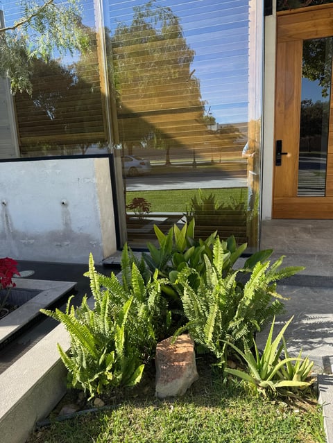 Plants outside glass doors