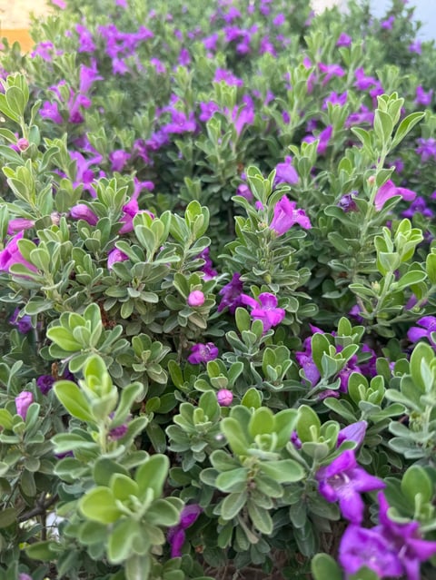 Purple flowers cluster