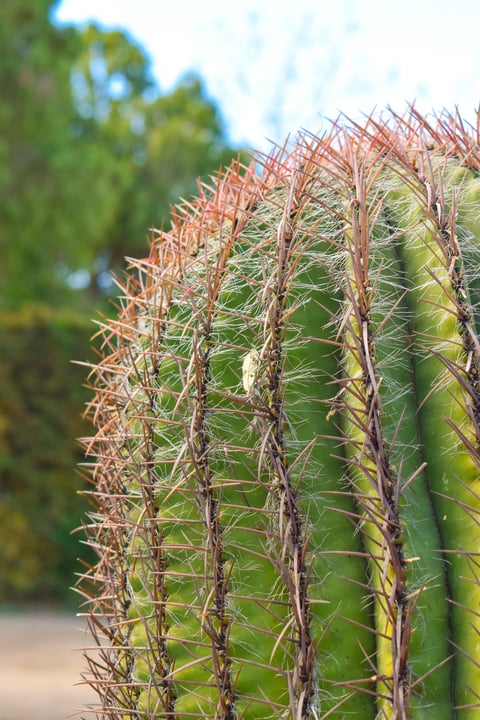 Green cactus close-up