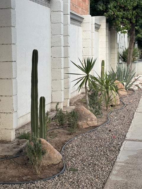 Columnar cactus and yucca