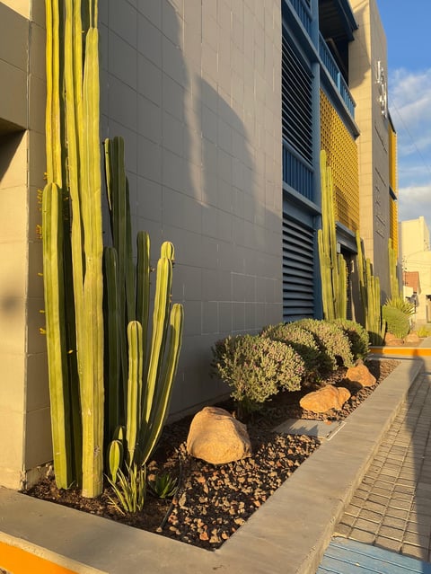 Desert landscaping with cacti