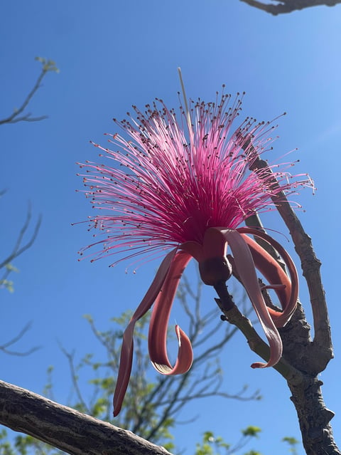 Pink pom-pom-like flower with long stamens blooming on a branch against clear blue sky