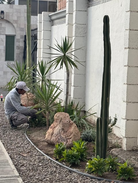 Person tending desert landscaping