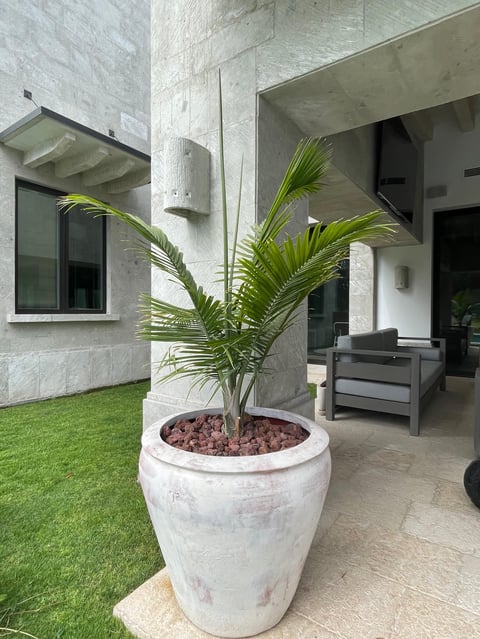 Young palm tree in planter