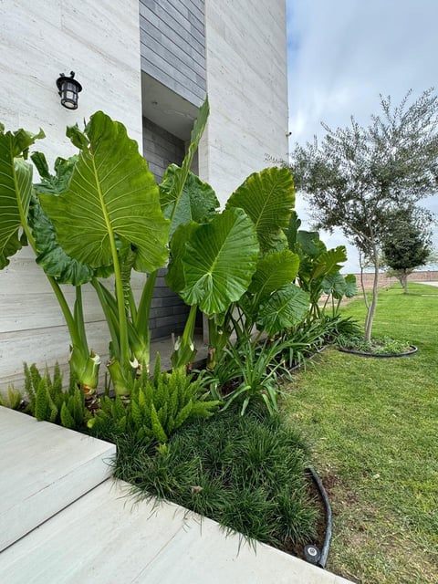 Elephant ear plants