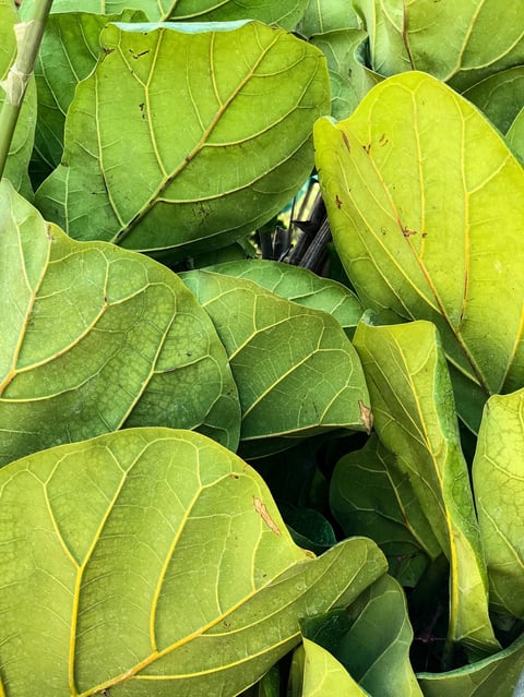 Close-up of bright green and yellow oxalis plant leaves with visible veins growing together densely