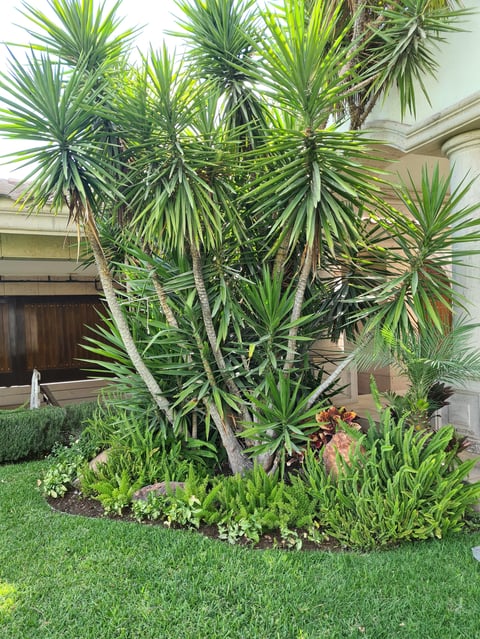Large palm tree