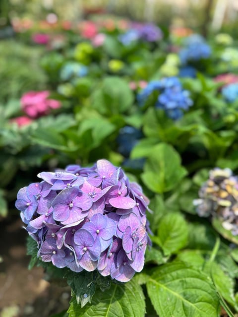 Purple hydrangea flower cluster in sharp focus with blurred multicolored hydrangeas blooming in background garden