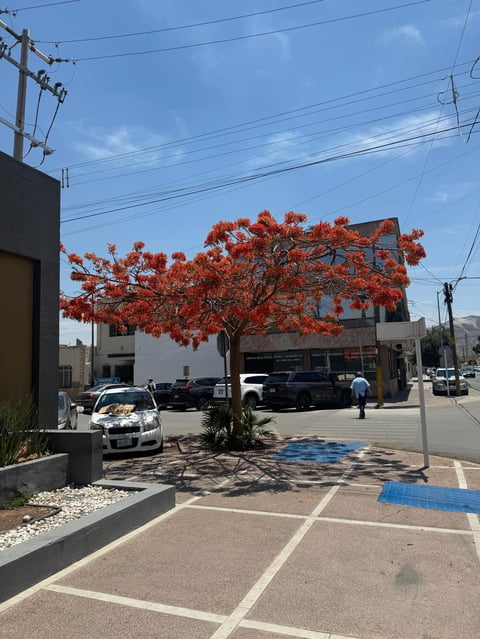 Red flowering tree