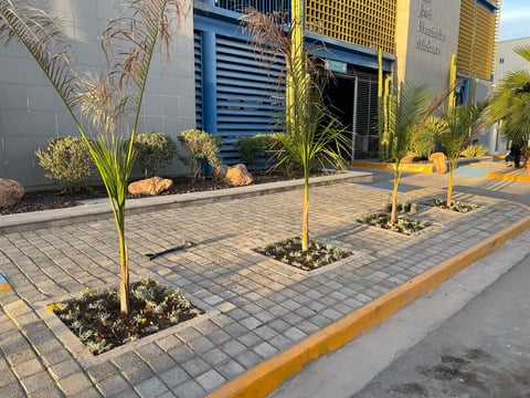 Palm trees installation