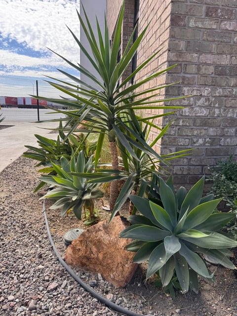 Potted agave plants