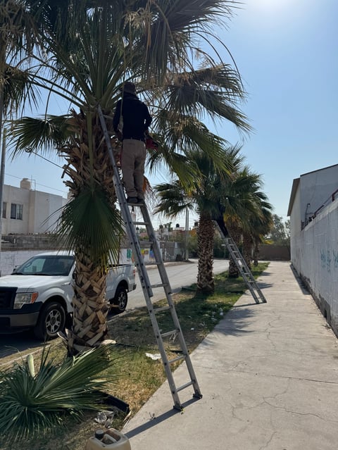 Worker trimming palm tree