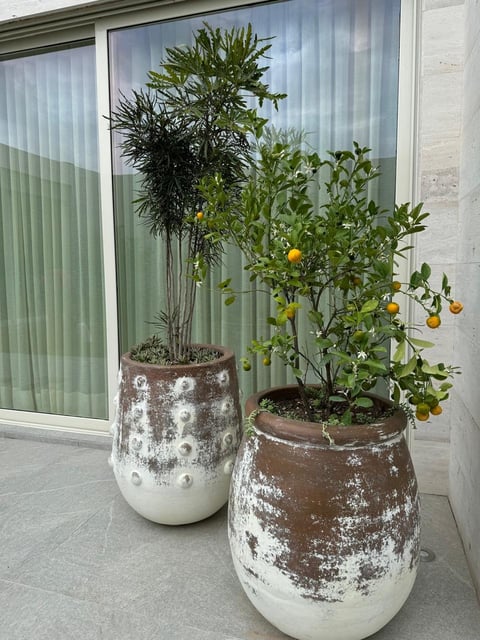 Two potted plants in weathered terracotta and white pots on a patio, one with a palm plant and the other with a citrus tree bearing yellow fruit